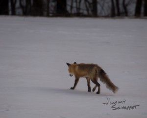 Fox walking away