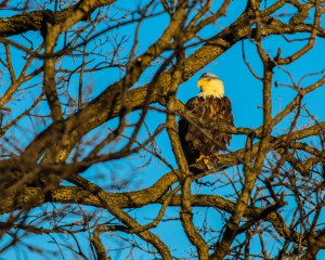 Eagle on a branch