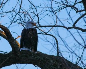 Eagle