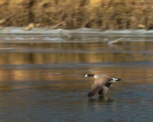 ducks-geese-14