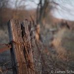 Fence Post