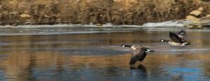 Geese
