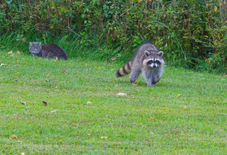 raccoon-4