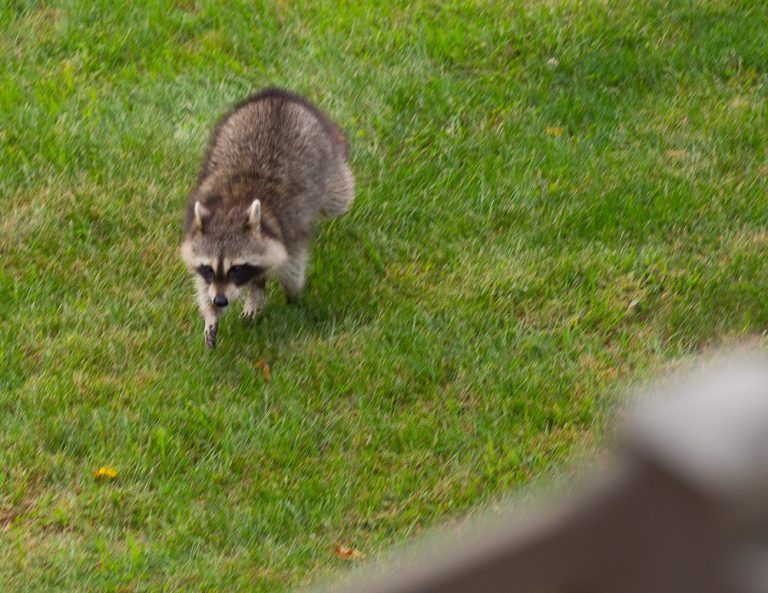 raccoon-5